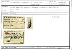 Karteikarte zum Syntyp von Cristellaria (Marginulina) spinulosa Karrer, 1877